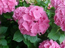 Hydrangea macr. ''Bouquet Rose''